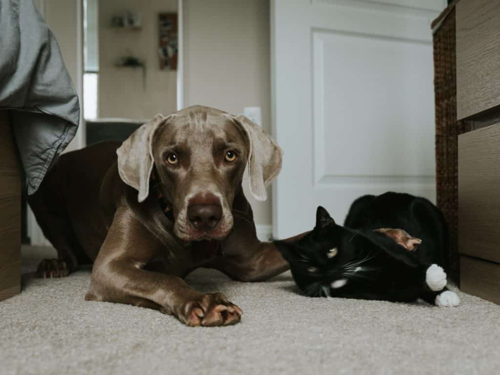 Cachorro marrom e gato preto deitados no chão lado-a-lado.