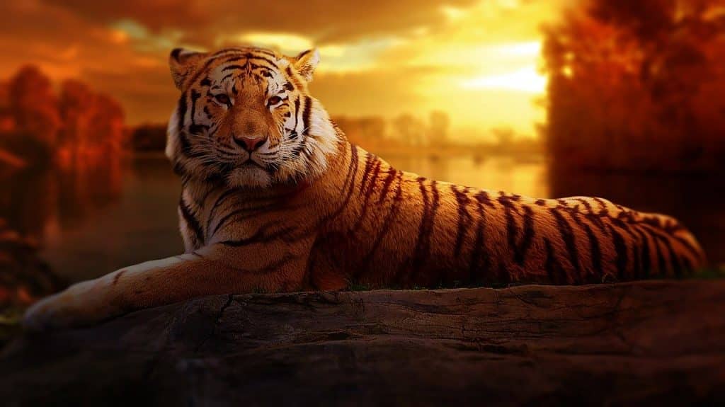 Imagem de um tigre deitado sobre uma pedra e ao fundo um lindo por do sol.
