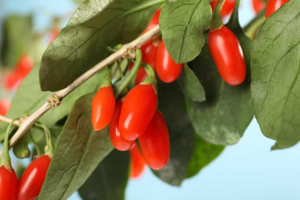 Goji Berry saiba tudo sobre esse fruto, um superalimento!