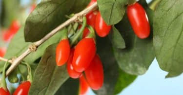 Árvore com a fruta Goji Berry