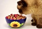 Imagem de um lindo gato comendo sua ração disposta em um lindo pote de porcelana na cor azul com girassol amarelo.
