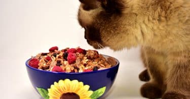 Imagem de um lindo gato comendo sua ração disposta em um lindo pote de porcelana na cor azul com girassol amarelo.