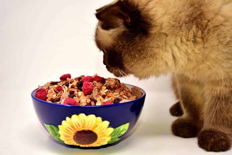 Imagem de um lindo gato comendo sua ração disposta em um lindo pote de porcelana na cor azul com girassol amarelo.