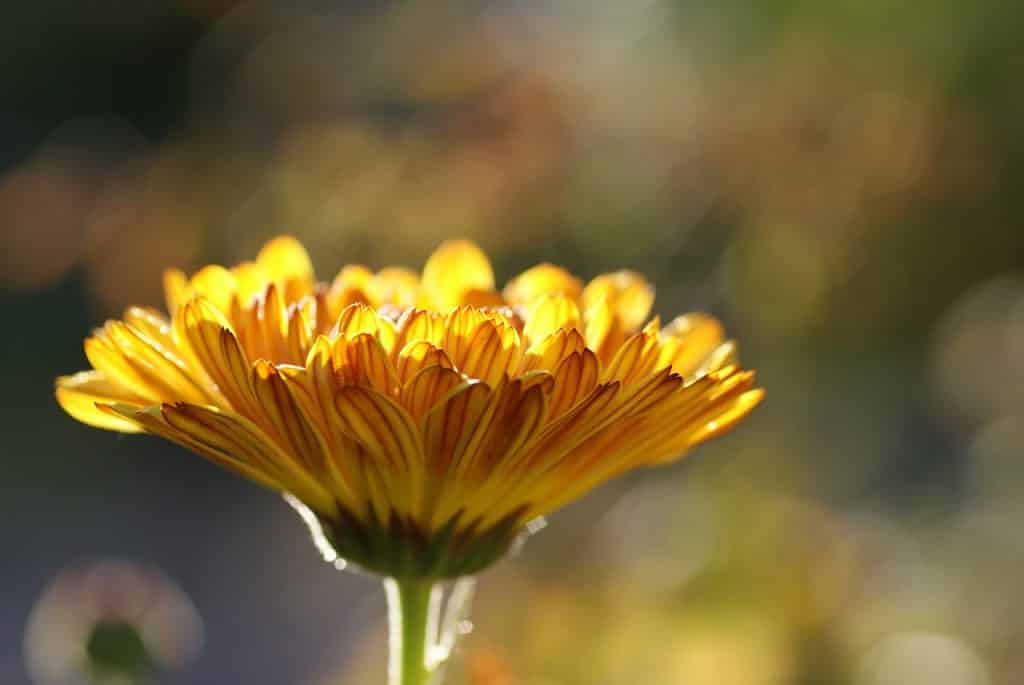 Foto de uma flor de calêndula.