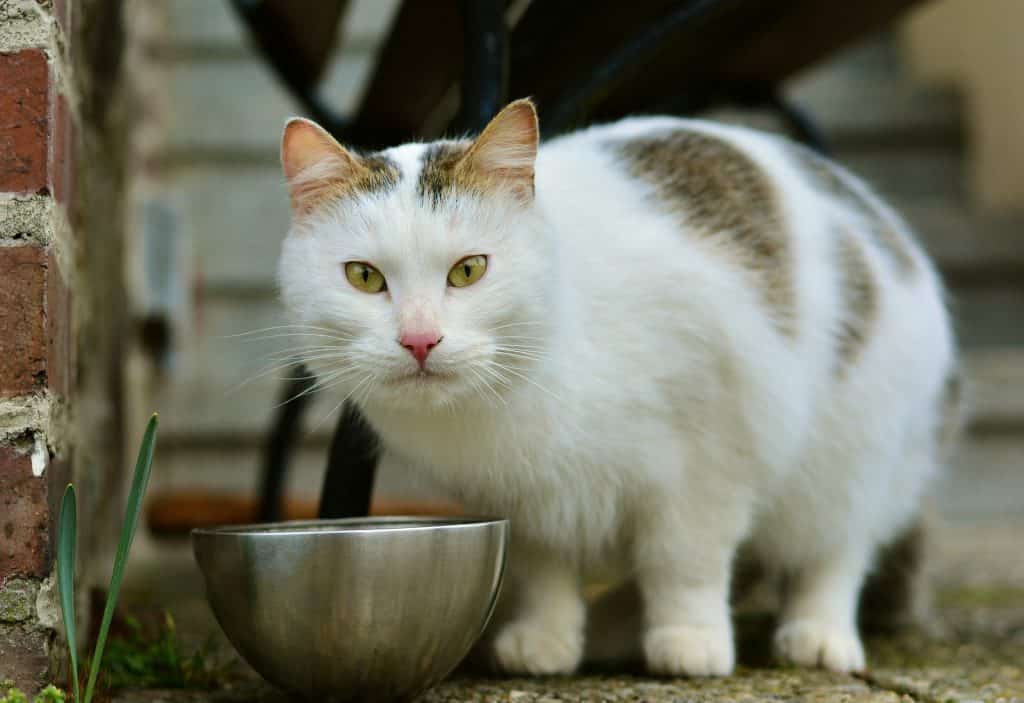 Imagem de um lindo gato branco com manchas no tom marrom. Ele está pronto para se alimentar com a sua ração.
