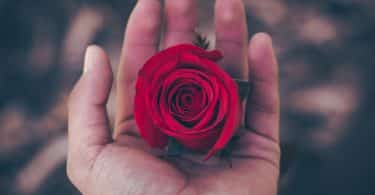 Mão segurando uma rosa