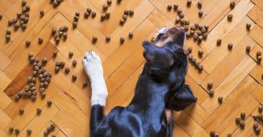 Imagem do piso de taco e de ração espalhada sobre ele. Um cão está se deliciando com a comidinha.