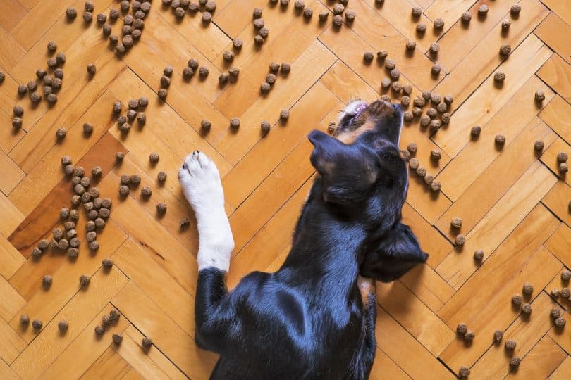 Imagem do piso de taco e de ração espalhada sobre ele. Um cão está se deliciando com a comidinha.