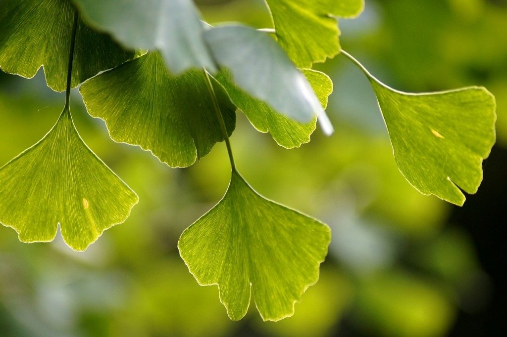 Imagem ampliada de folhas de ginko biloba.