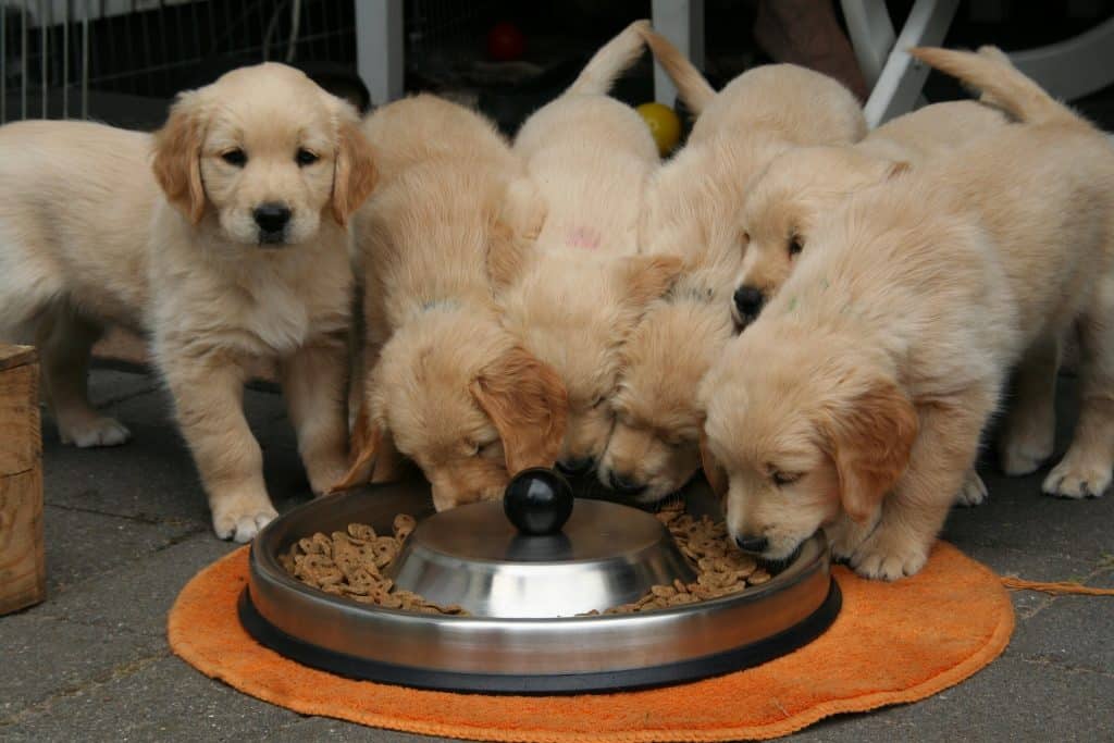 Vários filhotes de cachorros da raça Golden Retriever se alimentando de ração.
