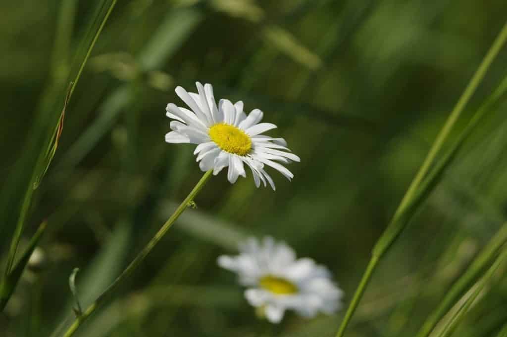 Flores de macela em um campo.