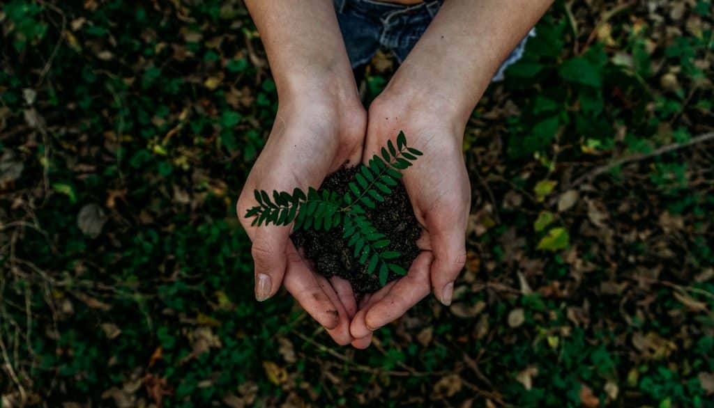 Pessoa segurando um pouco de terra com uma plantinha