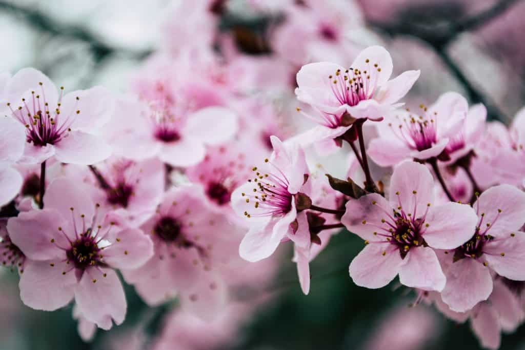 Flores de cerejeira.