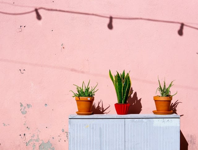 Vasos de plantas ao sol com parede rosa ao fundo