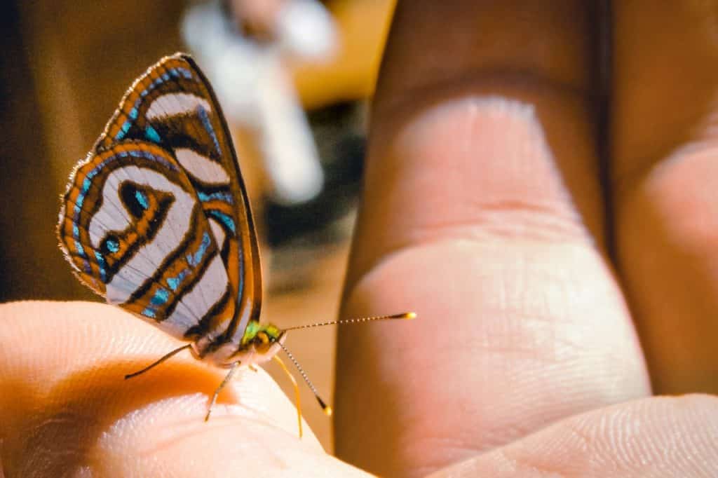 Borboleta colorida pousada em uma mão branca