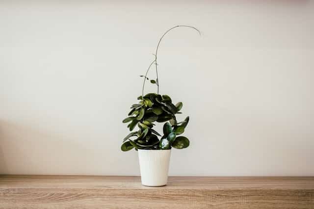 Planta em um chão de madeira.