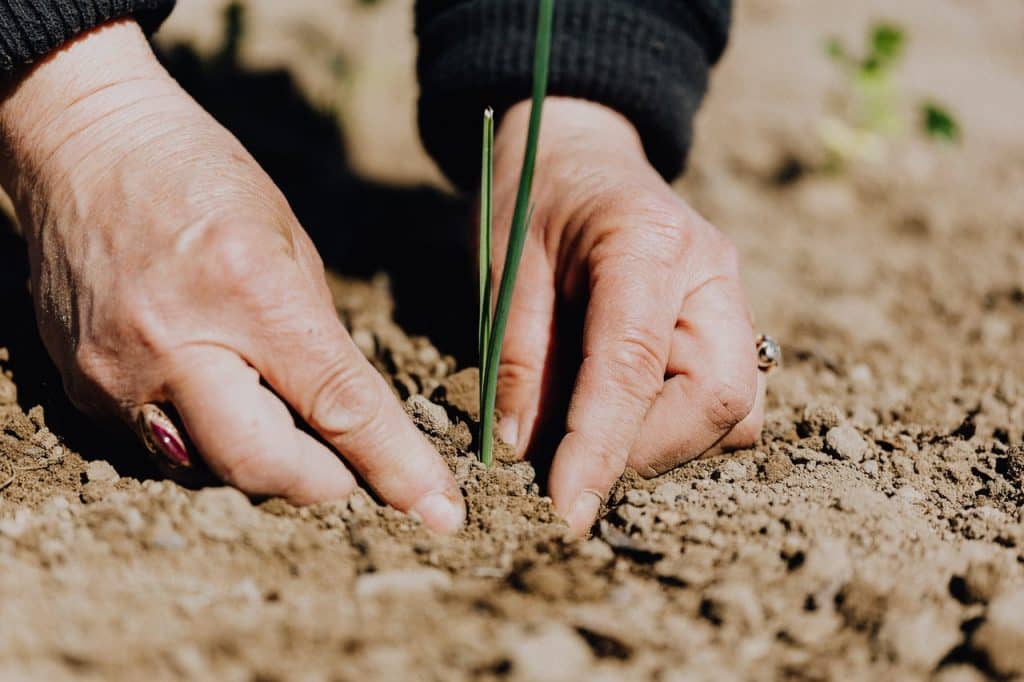 Imagem de duas mãos arrumando a terra em volta de uma planta que está nascendo - simboliza a fertilidade