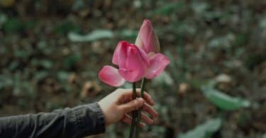 Pessoa segurando uma flor rosa