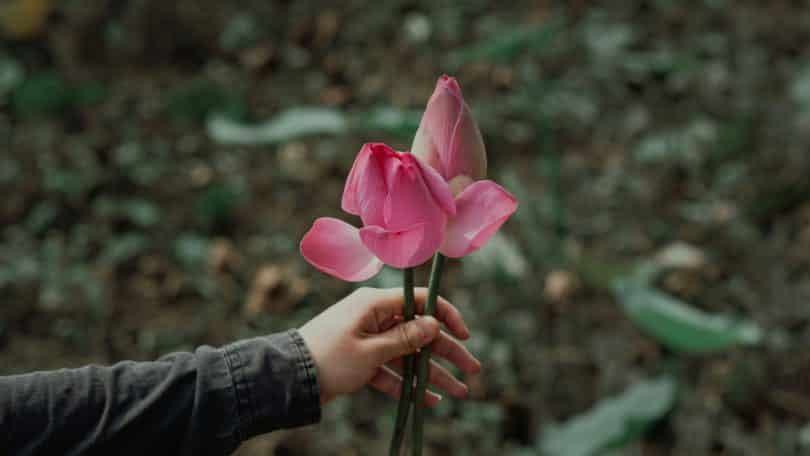 Pessoa segurando uma flor rosa