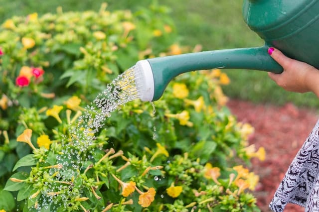 Mão com regador molhando plantas