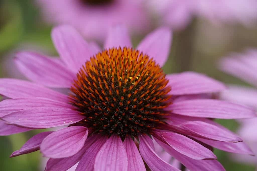 Foto ampliada de uma flor de equinácia.