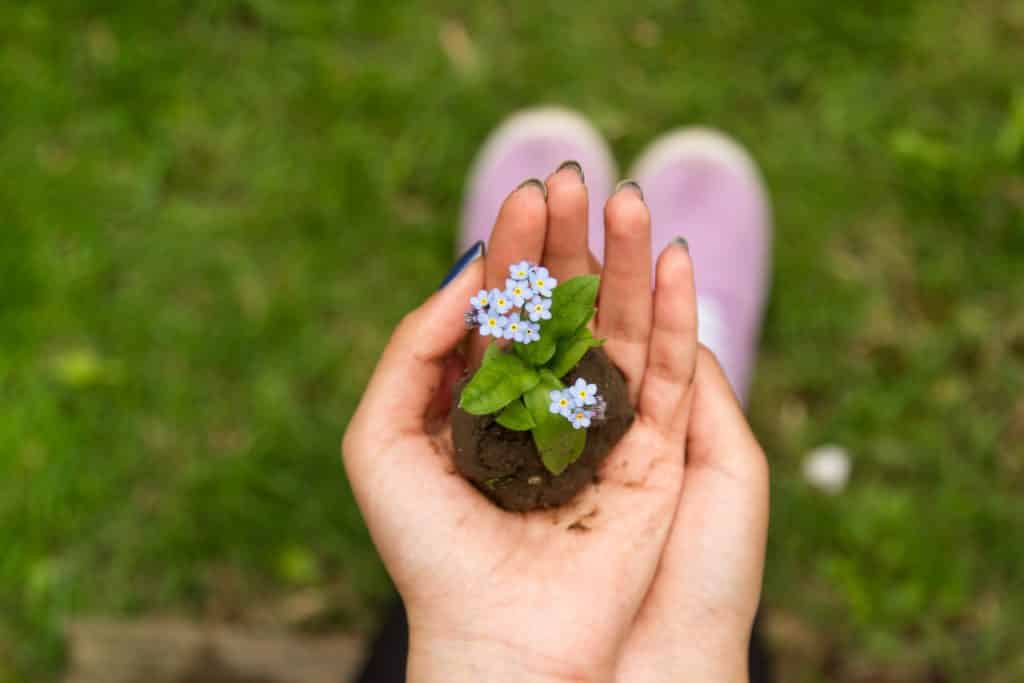 Pessoa segurando flor com terra