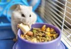 Hamster branco em frente a um potinho de ração e grãos, comendo um pedacinho de ração branca.