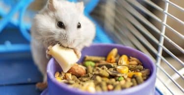 Hamster branco em frente a um potinho de ração e grãos, comendo um pedacinho de ração branca.