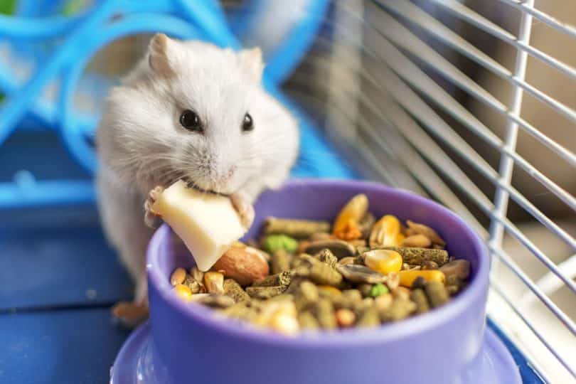 Hamster branco em frente a um potinho de ração e grãos, comendo um pedacinho de ração branca.