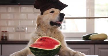 Imagem de um cão da raça Golden Retriever sentado de frente a uma mesa usando um capelo e pronto para degustar uma melancia.