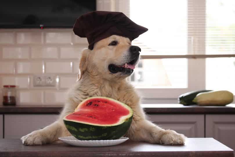 Imagem de um cão da raça Golden Retriever sentado de frente a uma mesa usando um capelo e pronto para degustar uma melancia.