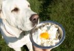 Imagem de um lindo e grande cachorro branco apreciando uma tigela de comida contendo um ovo.