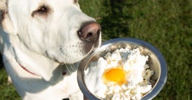 Imagem de um lindo e grande cachorro branco apreciando uma tigela de comida contendo um ovo.
