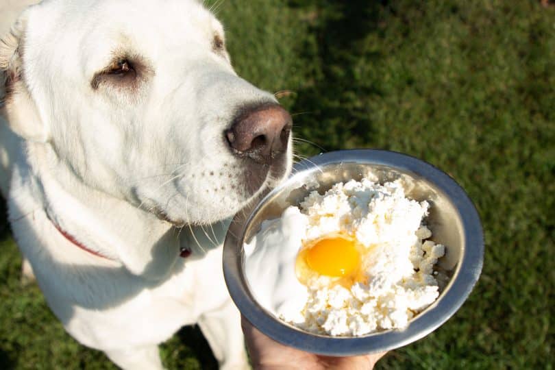 Imagem de um lindo e grande cachorro branco apreciando uma tigela de comida contendo um ovo.