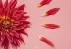 Flor cor-de-rosa com pétalas ao lado