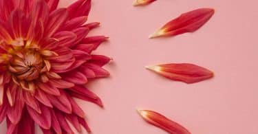 Flor cor-de-rosa com pétalas ao lado
