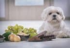 Imagem de um cachorro branco pequeno e na frente dele um prato grande com uvas e outros alimentos.