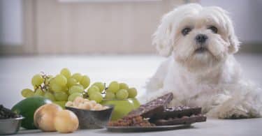 Imagem de um cachorro branco pequeno e na frente dele um prato grande com uvas e outros alimentos.