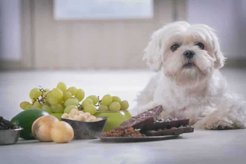 Imagem de um cachorro branco pequeno e na frente dele um prato grande com uvas e outros alimentos.