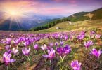 Flores abertas em campo com sol refletindo ao fundo