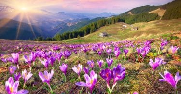 Flores abertas em campo com sol refletindo ao fundo