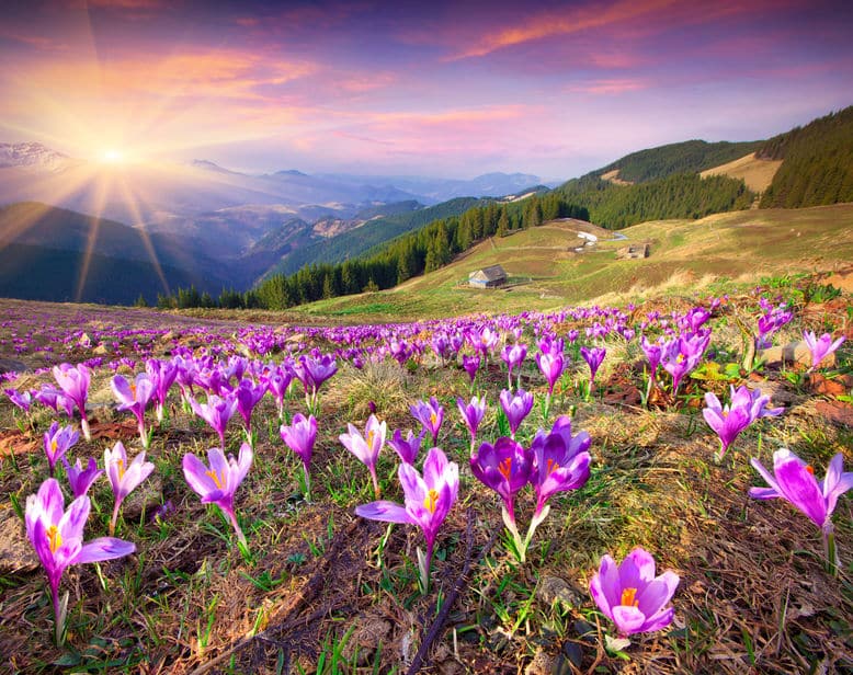 Flores abertas em campo com sol refletindo ao fundo