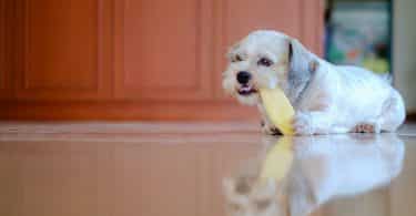 Imagem de um lindo e pequeno cão de pelo branco deitado no chão da cozinha saboreando um pedaço de manga.