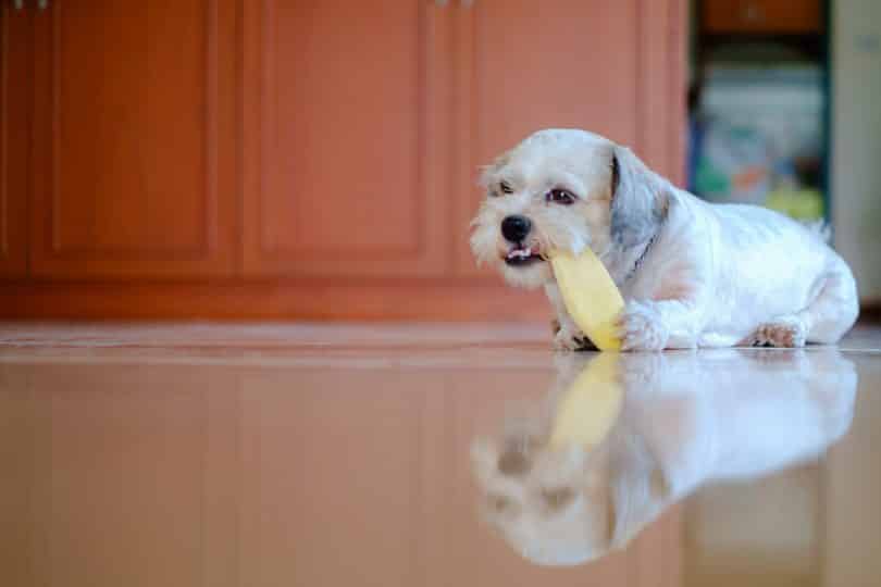 Imagem de um lindo e pequeno cão de pelo branco deitado no chão da cozinha saboreando um pedaço de manga.