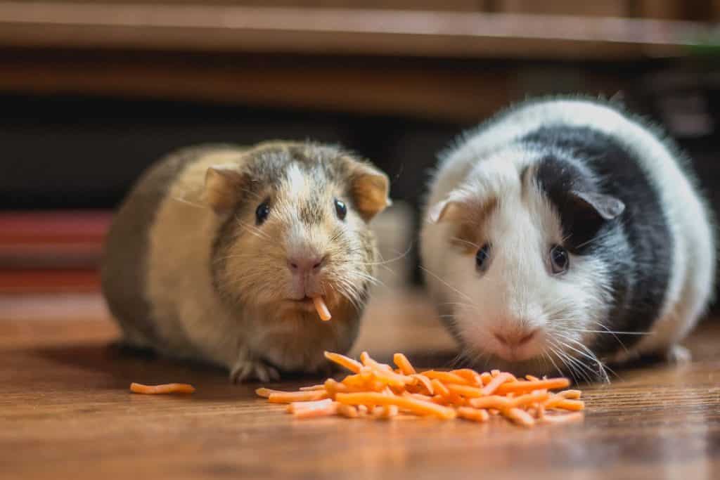 Dois hamsters no chão comendo tirinhas laranjas de cenoura.