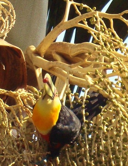 Pássaro e galhos de árvore.