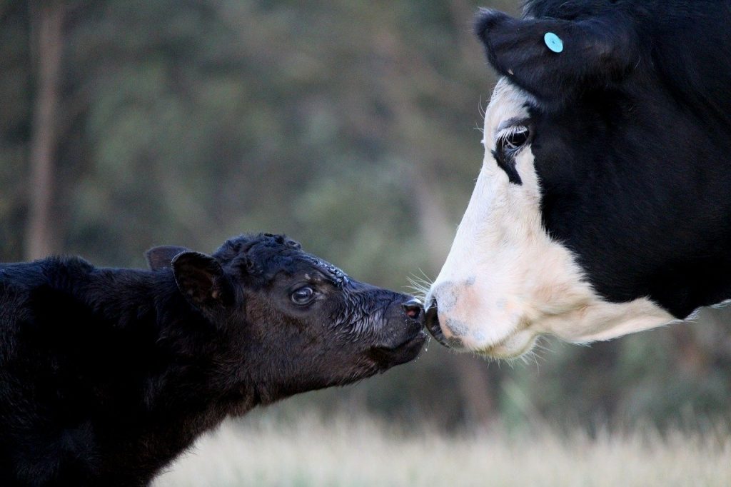 Vaca e seu bezerro encostando seus focinhos.