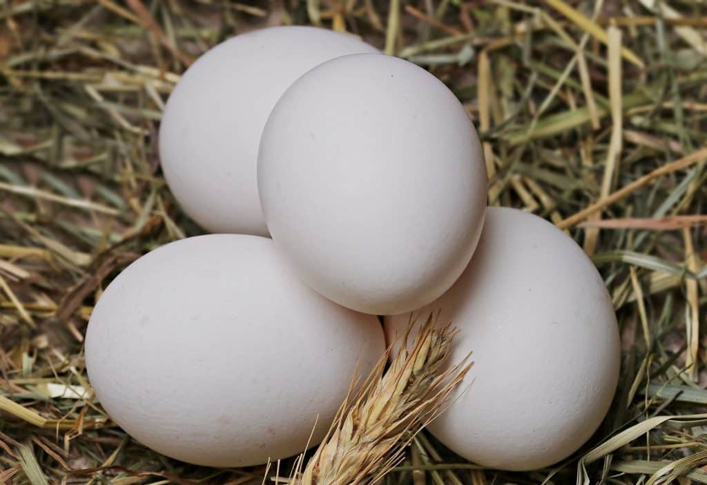 Imagem de quatro ovos brnacos inteiros dispostos sobre uma palha.
