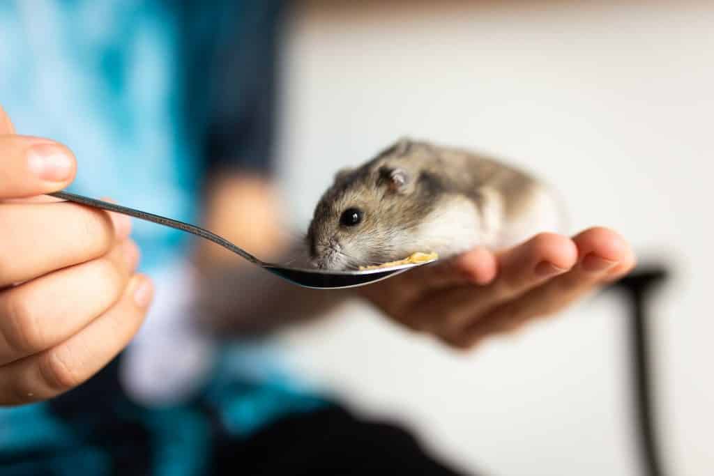 Hamster na mão de uma pessoa comendo algum alimento em uma colher.