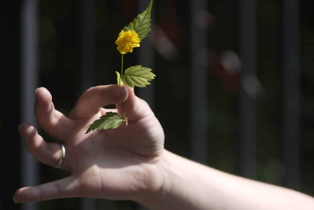 Imagem de uma mão segurando entre os dedos uma flor amarela, em sinal de doação de afeto e amor.